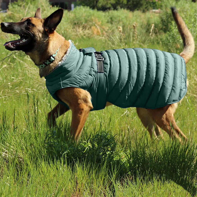 Casual Cotton Clothing for Four-Legged Dogs