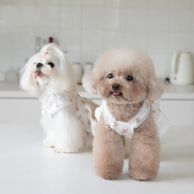 Lace Dog Skirt with Small Town Flower Print