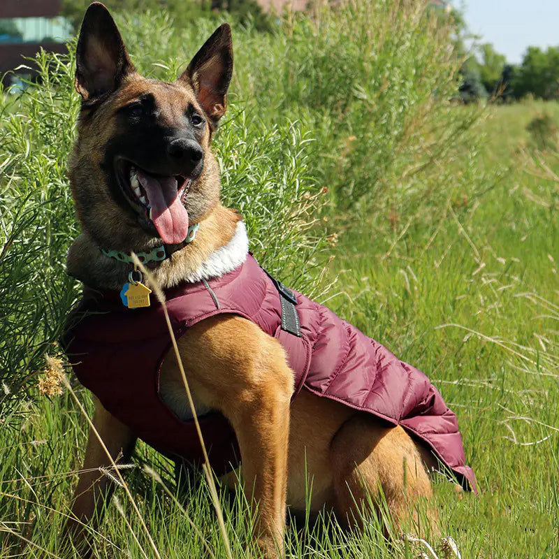 Casual Cotton Clothing for Four-Legged Dogs