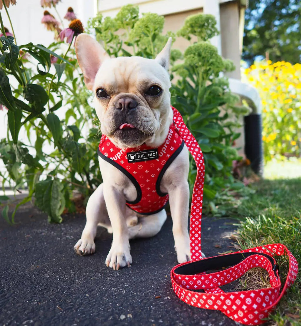 Dog Breathable Mesh Leash and Chest Harness