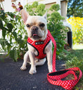 Dog Breathable Mesh Leash and Chest Harness