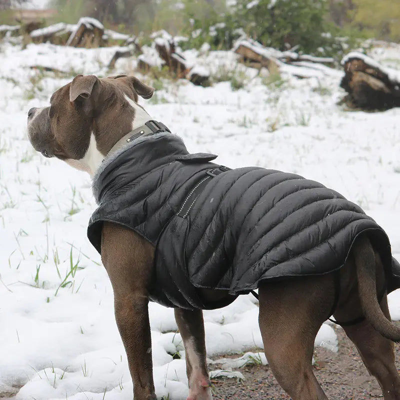 Casual Cotton Clothing for Four-Legged Dogs