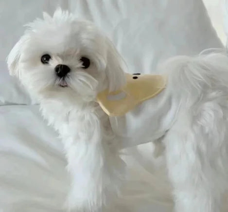 Fashionable Thin Spring and Autumn Dog Clothes