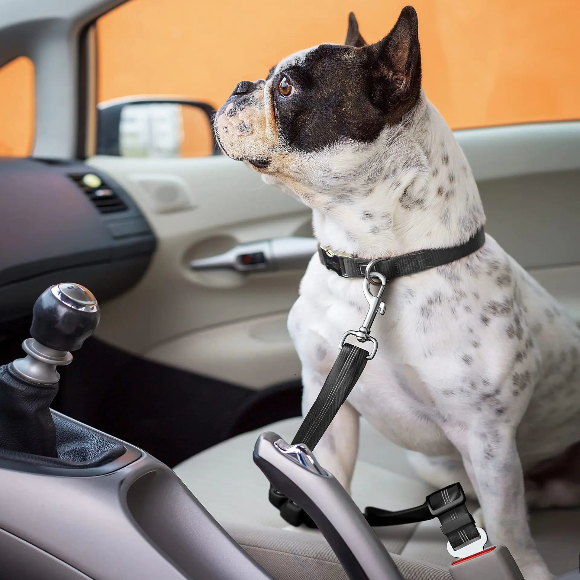 Reflective Automatic Retractable Dog Leash for Small Dogs